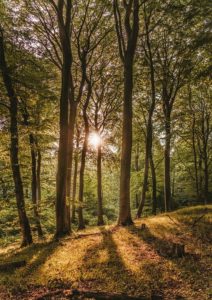 Waldlichtung Friedwald moderne Bestattungsform