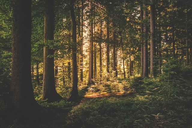 Wald als Ort für individuelle Bestattung