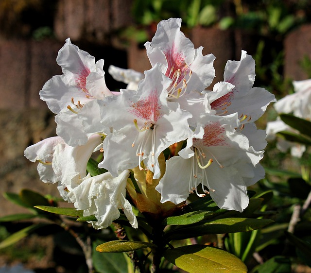 Rhododendron als insektenfreundliche Grabbepflanzung