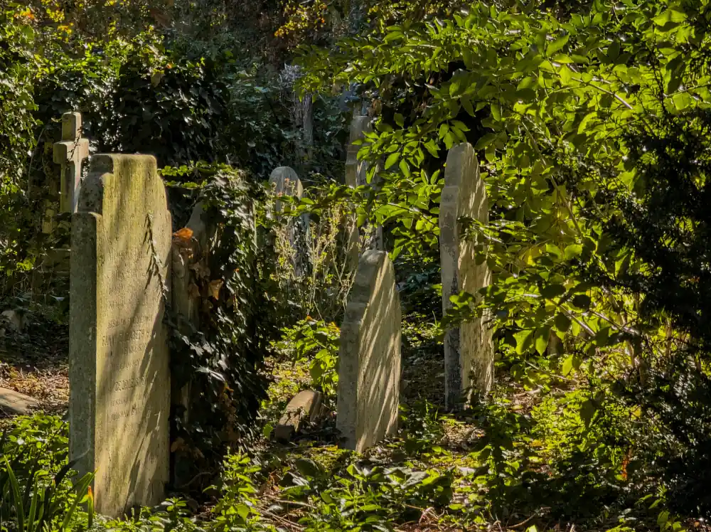 Pflanzen und Moos auf Grabsteinen